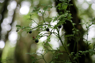 The Superfolk Guide to Bilberry Picking