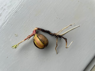 Acorn Sprouter.