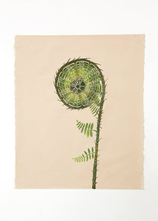 Fiddlehead Fern