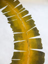 Green Wakame