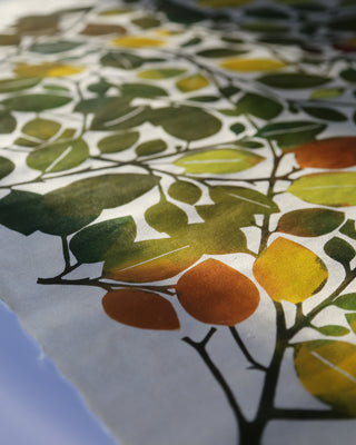 Late Summer Beech Leaf