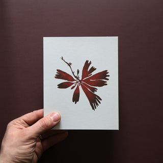 Wild Sea Notecards by Superfolk