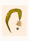 Atlantic Wakame