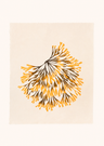 Channelled Wrack