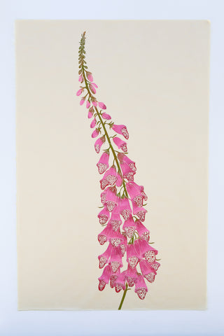 Foxglove - Mulberry