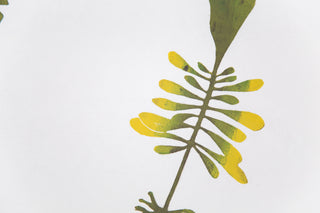 Atlantic Wakame Print