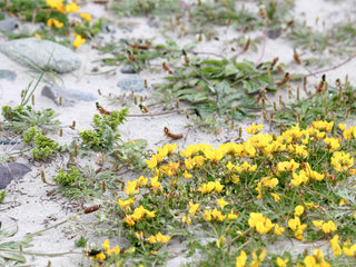 HABITATS: Wildflower Hunting in the Sand Dunes