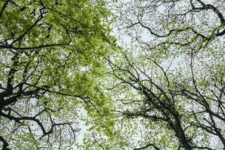 TAKING TIME: with Beech trees.