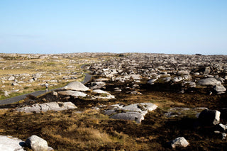 WHY IT MATTERS: Ireland's gorse fires.