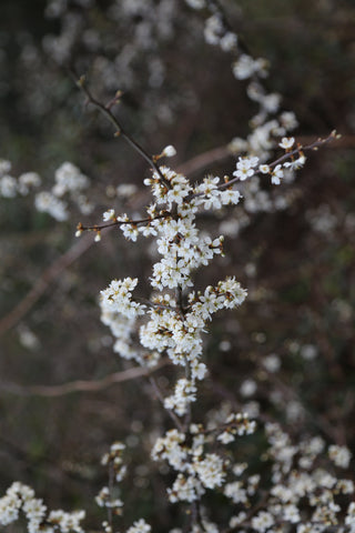 A most welcome Spring.