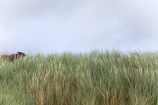 HABITAT: Rare coastal meadows