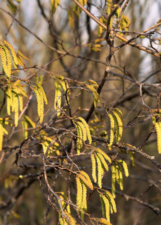 February Diary: Carrot Soup