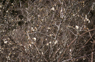 March Diary : Elegant but Risky