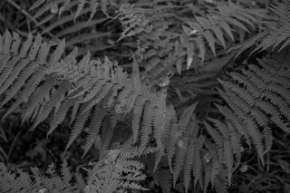 Go Visit: An Irish Rainforest