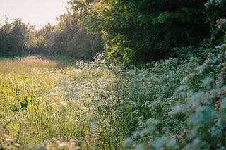 July Diary - Soft Fascination