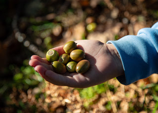 Guide: How to Grow an Oak from an Acorn