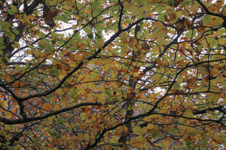 COLOUR STORY: Why do leaves change colour in Autumn?