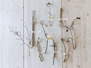 SUPERFOLK GUIDE: IDENTIFYING TREES IN WINTER