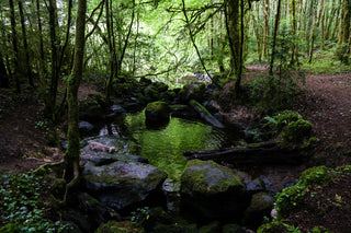 STORY: The White Trout