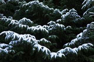 STORY: Winter Wonderland