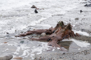 SUPERFOLK GUIDE: Ancient Drowned Forests