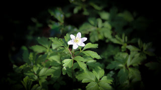 April Diary - The Keeper