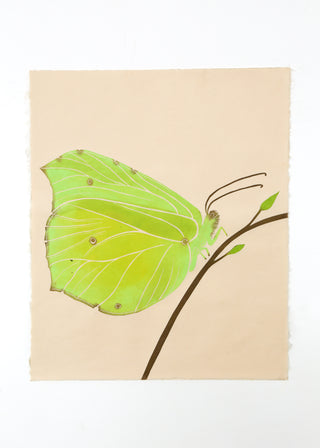 Brimstone Butterfly