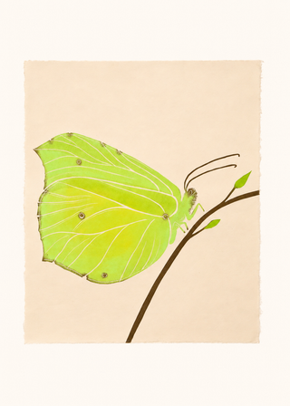 Brimstone Butterfly