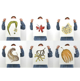 Seaweed Print Bundle (6)