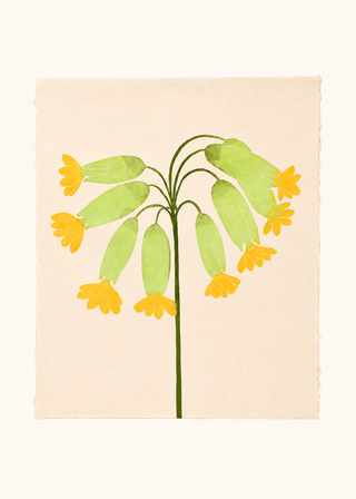 Cowslip