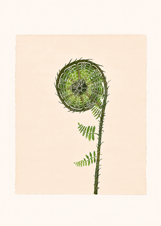 Fiddlehead Fern