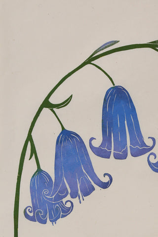 Bluebell