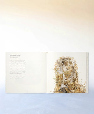 Nests by Susan Ogilvy (Hardback)