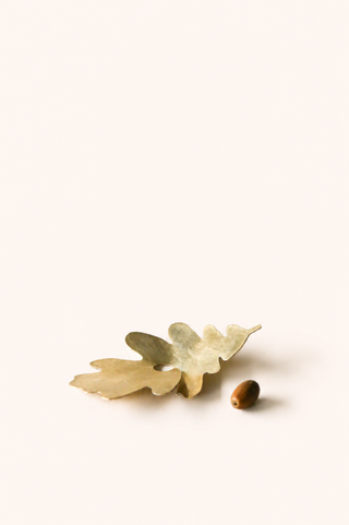 Acorn Sprouter.