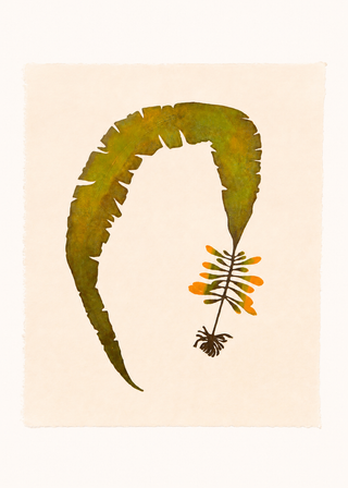 Atlantic Wakame Print