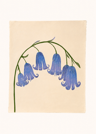 Bluebell