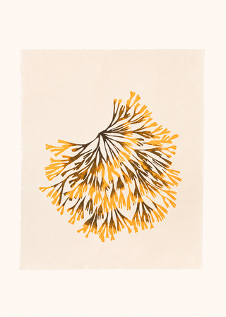 Channelled Wrack Print