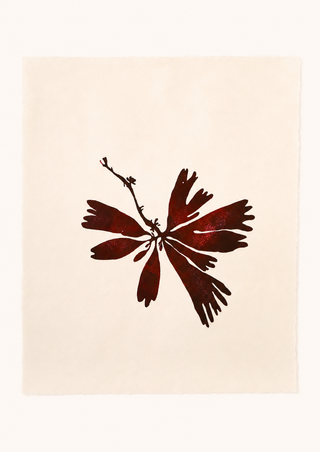 Dillisk Print