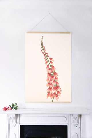 Foxglove - Cardinal