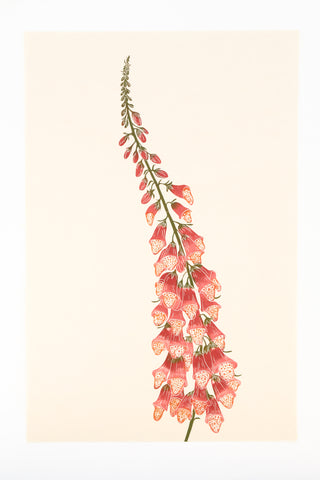 Foxglove - Garden Crimson