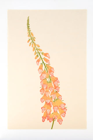 Foxglove - Coral