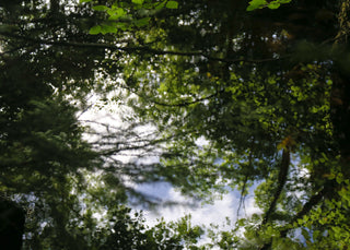 Summer Pond Photographic Print.