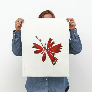 Dillisk Print